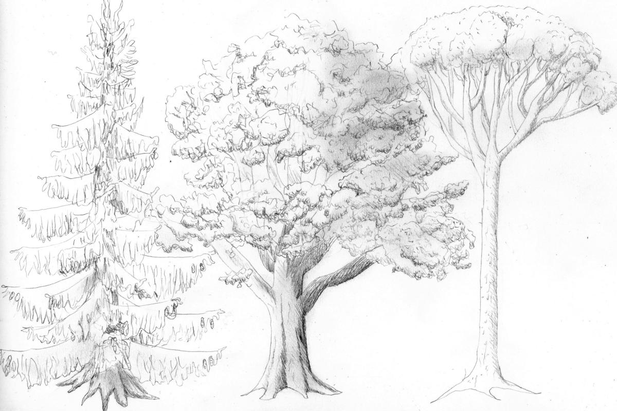 Dessin Arbre Sans Feuille Realiste Comment dessiner un arbre? - Apolline
