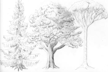 arbre dessin